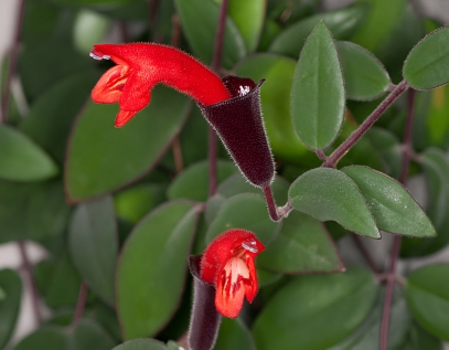 أيشينانثوس (نبات أحمر الشفاه): نبات منزلي استوائي مذهل