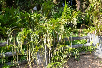 نبات دراسينا فراجرانس (Dracaena Fragrans)