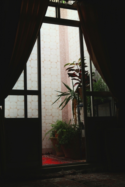 كيفية زراعة ورعاية الصبار الألوة فيرا – الفوائد والنصائح للنجاح