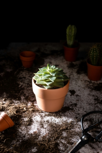 كيف تحتفل النباتات بيوم الأرض – لماذا تعتبر النباتات مهمة لكوكبنا