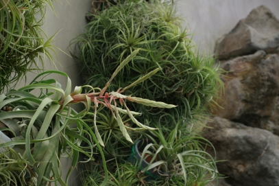 عالم النباتات آكلة اللحوم – أفخاخ الطبيعة الحيّة