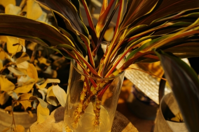 كيفية زراعة والعناية بنبتة فيتونيا (نبتة الأعصاب)