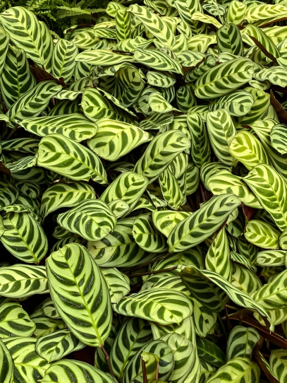 نبتة نيفر نيفر (Ctenanthe spp.): دليل العناية، النمو، والتكاثر