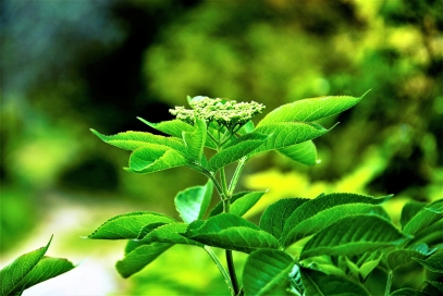 قوة الشفاء في النباتات الطبية – صيدلية الطبيعة