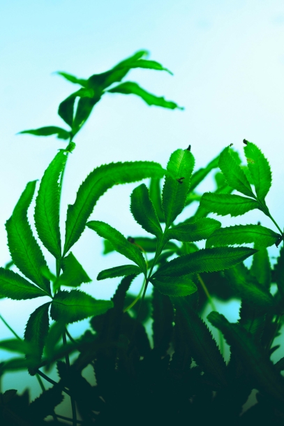 نباتات داخلية تنقّي الهواء – فلاتر الطبيعة الخضراء