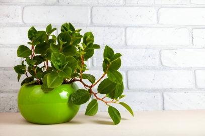 البيبيروميا (Peperomia): الدليل الشامل لنبات الرادياتور