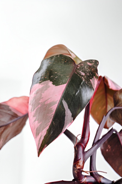 الأميرة الوردية فيلوديندرون (Philodendron erubescens 'Pink Princess')
