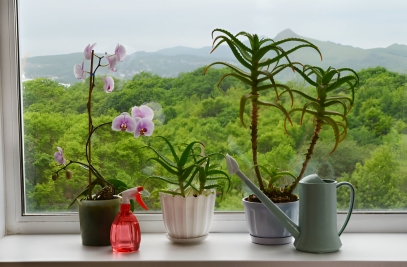 كيفية الحفاظ على نباتاتك حية أثناء العطلة