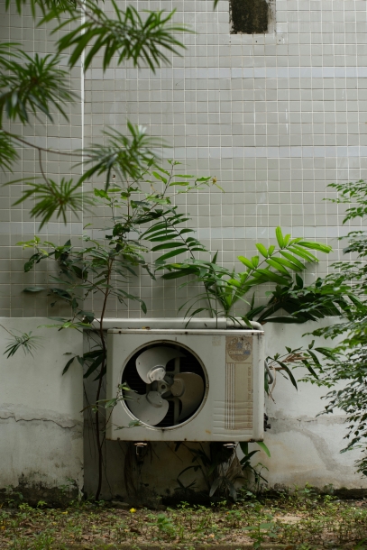 النباتات الداخلية والصحة النفسية – الفوائد النفسية للمساحات الخضراء داخل المنزل