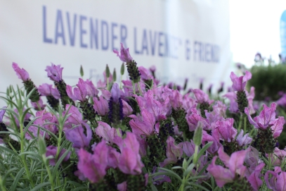 الدليل الشامل لزراعة نبات اللافندر: الجمال والعطر وفوائد الصحة