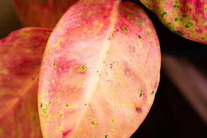 كيفية زراعة والعناية بنبتة فيتونيا ألبيفينيس (نبتة الأعصاب)