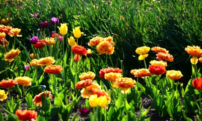 نباتات ترمز للأمل – زين عيد الفصح بنباتات تحمل رسائل روحية