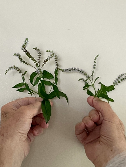 تقنيات إكثار النباتات – زِد أصدقاءك الخضر في المنزل