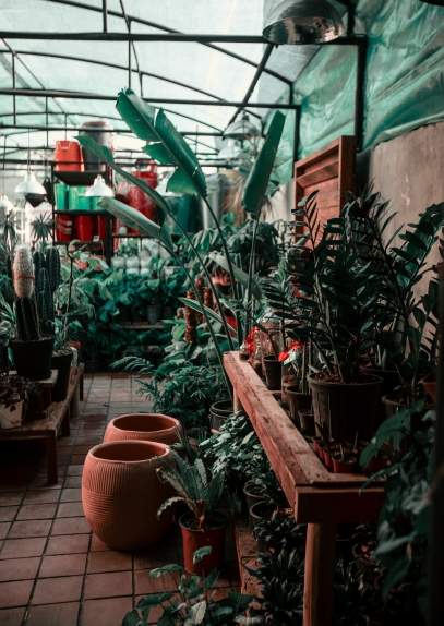 سيمفونية الجذور – كيف تتواصل جذور النباتات وتشكّل النظم البيئية