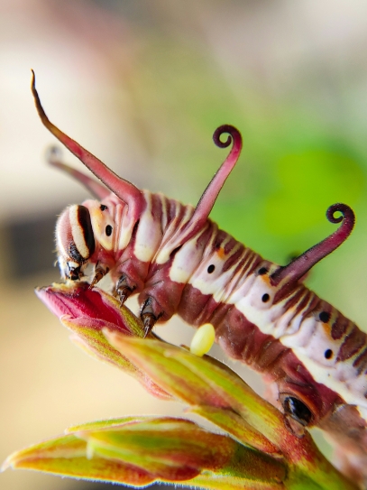 كشف أسرار النباتات اللاحمة – أكثر المفترسات غرابة في الطبيعة