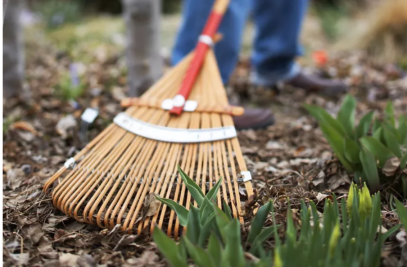 ماذا تفعل لِنباتاتك بعد الشتاء: دليل الزراعة في الربيع