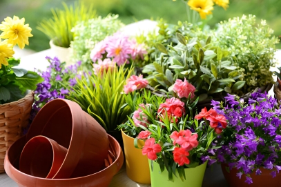 أفضل 25 زهرة لفصل الربيع