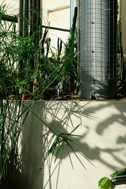 كيفية زراعة والعناية بنبتة كالاتيا أوربيفوليا