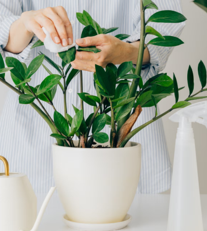 أسرار العناية بنبتة زاميا القزمية (Zamioculcas zamiifolia)